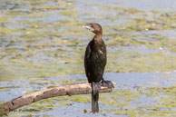 Cormoran de Vieillot / Bharatpur (Inde), mars 2015