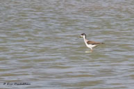 Échasse blanche (juv.) / Bharatpur (Inde), mars 2015