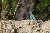 Rollier indien / Bharatpur (Inde), mars 2015