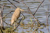 Bihoreau gris (juv.) / Bharatpur (Inde), mars 2015