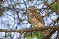 Chevêche brame / Bharatpur (Inde), mars 2015