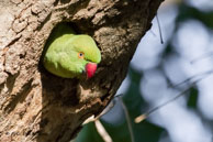 Perruche à collier / Bharatpur (Inde), mars 2015