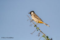 Bulbul à oreillons blancs / Bharatpur (Inde), mars 2015