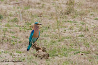 Rollier indien / Bandhavgarh National Park (Inde), mars 2015