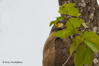 Serpentaire bacha / Bandhavgarh National Park (Inde), mars 2015