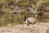 Vanneaux indiens / Bandhavgarh National Park (Inde), mars 2015