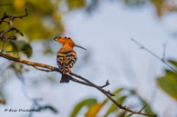 Huppe fasciée / Bandhavgarh National Park (Inde), mars 2015