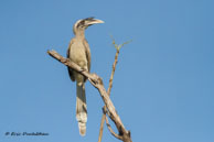 Calao de Gingi  / Bandhavgarh National Park (Inde), mars 2015