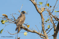 Circaète Jean-le-Blanc / Bandhavgarh National Park (Inde), mars 2015