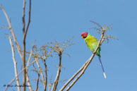 Perruche à tête prune / Bandhavgarh National Park (Inde), mars 2015