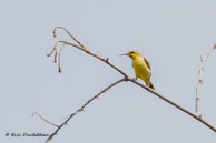 Souimanga asiatique (femelle) / Bandhavgarh National Park (Inde), mars 2015