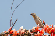 Bergeronnette / Bandhavgarh National Park (Inde), mars 2015