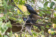 Drongos royaux / Bandhavgarh National Park (Inde), mars 2015