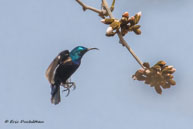 Souimanga asiatique / Bandhavgarh National Park (Inde), mars 2015