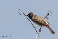 Bulbul à ventre rouge / Bandhavgarh National Park (Inde), mars 2015