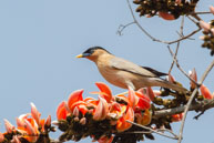 Étourneau des pagodes / Bandhavgarh National Park (Inde), mars 2015