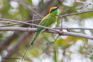 Guêpier d'Orient / Bandhavgarh National Park (Inde), mars 2015