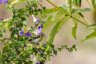 Souimanga asiatique (femelle) / Kanha National Park (Inde), mars 2015