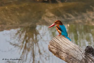 Martin-chasseur de Smyrne / Kanha National Park (Inde), mars 2015