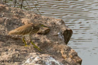 Bihoreau gris (juv.) / Kanha National Park (Inde), mars 2015