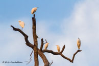 Grandes aigrettes / Kanha National Park (Inde), mars 2015