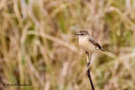 Pouillot / Kanha National Park (Inde), mars 2015