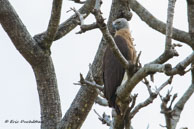 Pygargue à tête grise / Kanha National Park (Inde), mars 2015