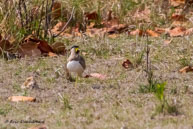 Vanneau de Malabar / Kanha National Park (Inde), mars 2015