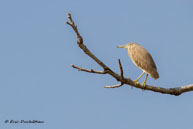 Bihoreau gris (juv.) / Kanha National Park (Inde), mars 2015