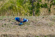 Rollier indien / Kanha National Park (Inde), mars 2015