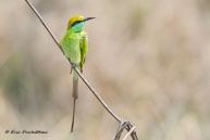 Guêpier d'Orient / Kanha National Park (Inde), mars 2015