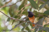 Rougequeue noir / Kanha National Park (Inde), mars 2015