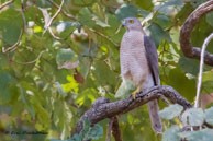 Épervier shikra / Kanha National Park (Inde), mars 2015