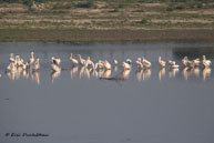 Pélicans blancs / Agra (Inde), mars 2015